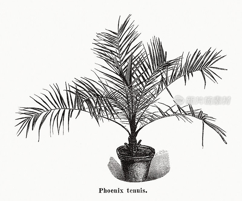 加那利岛枣椰树(Phoenix canariensis)，木刻，出版于1873年